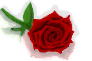 This rose for you friends ;)