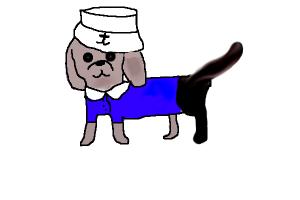 Sailor dog