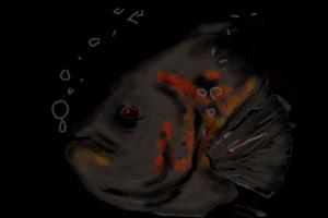 Shadowy Oscar Fish