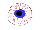 The eyeball