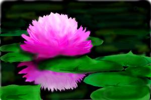 Waterlilly