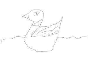 white duck