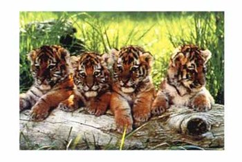 baby-wild-catswild-cats-posters-and-art-prints---big-cat-pictures-v0q7ooq4