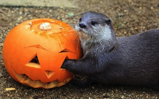 Otter-and-pumpkin