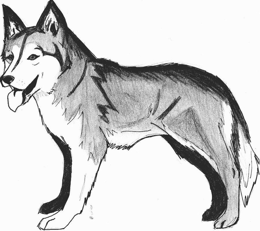 husky girl - Female - DrawingNow