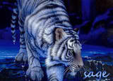 TigerLover593