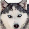 822puppylover