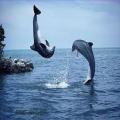 dolphingirl
