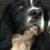 animalsramazing