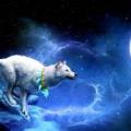 wolf39961