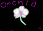 How to Draw And Orchid