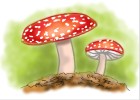 How to Draw a Mushroom