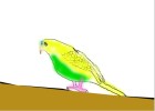 How to Draw a Budgie/Parakeet
