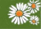 How to Draw a Daisy