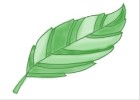 How to Draw a Leaf