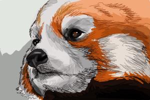 How to Draw a Red Panda