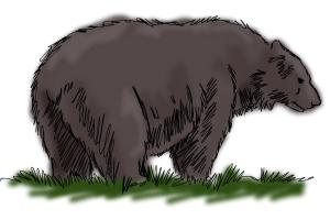 How to Draw a Black Bear