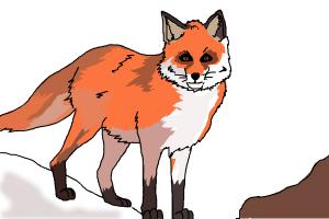 How to Draw a Red Fox