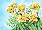 How to Draw Daffodils