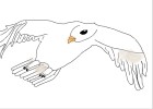 How to Draw a White Dove