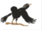 How to Draw a Orange Eared Black Bird