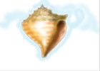 How to Draw a Seashell