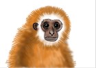 How to Draw a Monkey