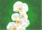 How to Draw Orchids