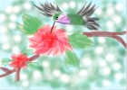 How to Draw Hummingbird