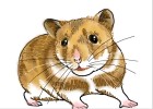 How to Draw a Hamster