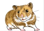 How to Draw a Hamster
