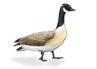 How to Draw a Goose