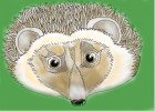 How to Draw a Hedgehog