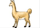 How to Draw a Llama