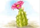 How to Draw a Cactus