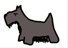 How to Draw a Scottish Terrier