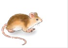 How to Draw a Mouse Step by Step