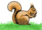 How to Draw a Squirrel