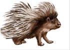 How to Draw Porcupine