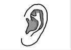 How to Draw an Ear (Ver 2)