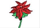 How to Draw a Poinsettia