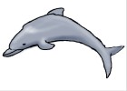 How to Draw a Dolphin