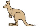 How to Draw a Kangaroo