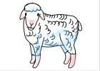 How to Draw a Sheep