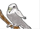 How to Draw a Budgie