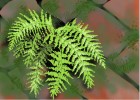 How to Draw Ferns