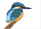 How to Draw a Kingfisher