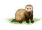 How to Draw a Ferret