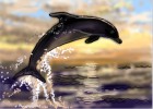 How to Draw a Dolphin Step by Step