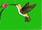 How to Draw a Hummingbird